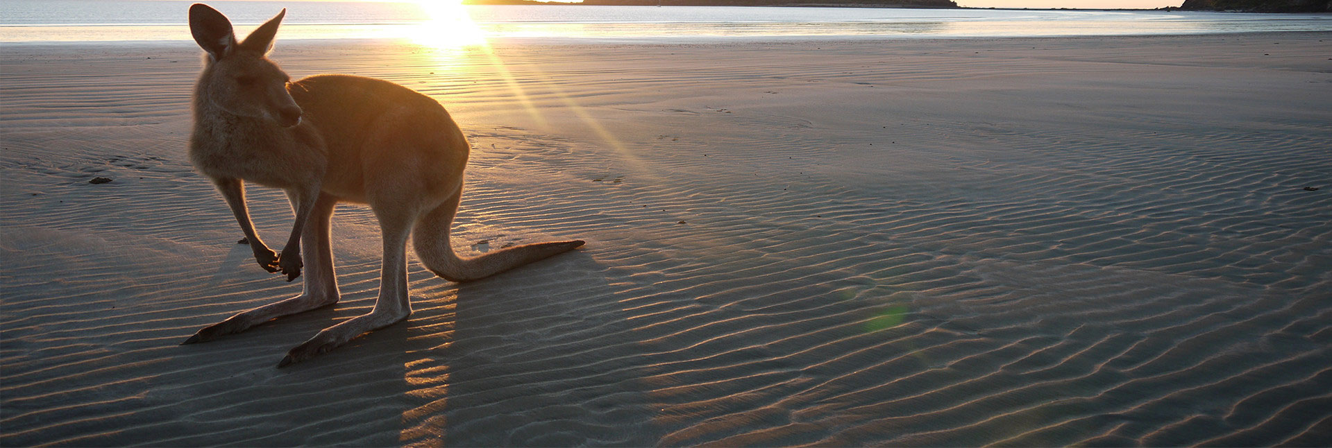 Kangaroo at a beach
