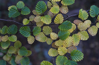 Close up of colourful leaves